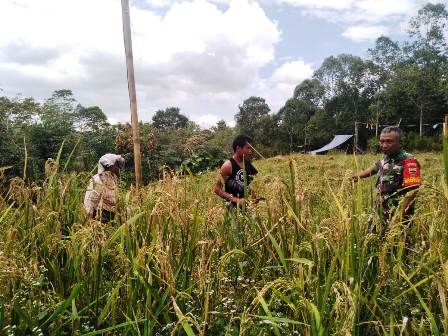 Babinsa Koramil 07/salak Bersama Petani Panen Padi Gogo | Lintas10.com ...