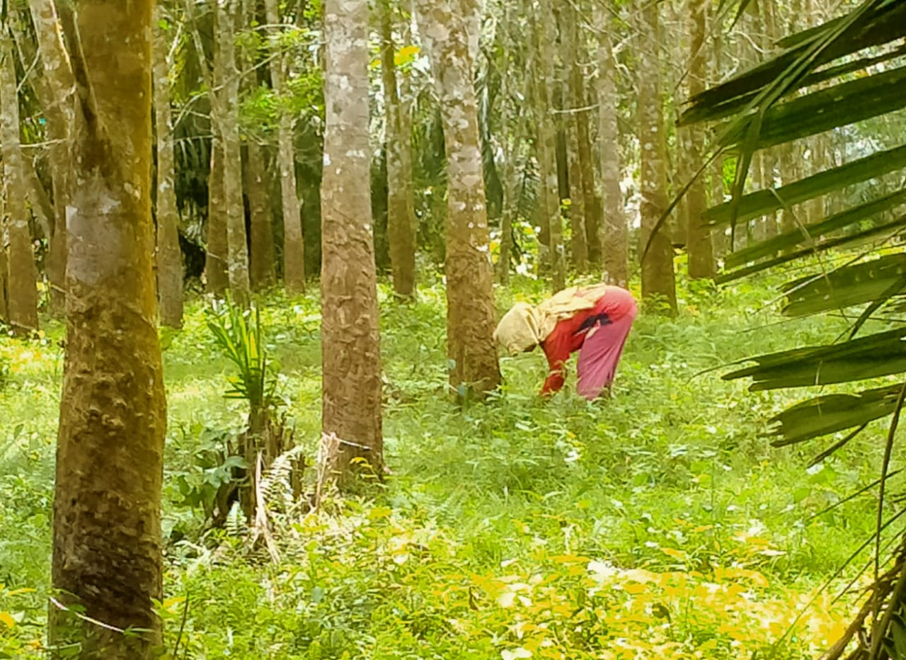 Keterangan foto: 1. Sekalipun harga komoditi karet semakin anjlok, petani karet tetap semangat dan optimis